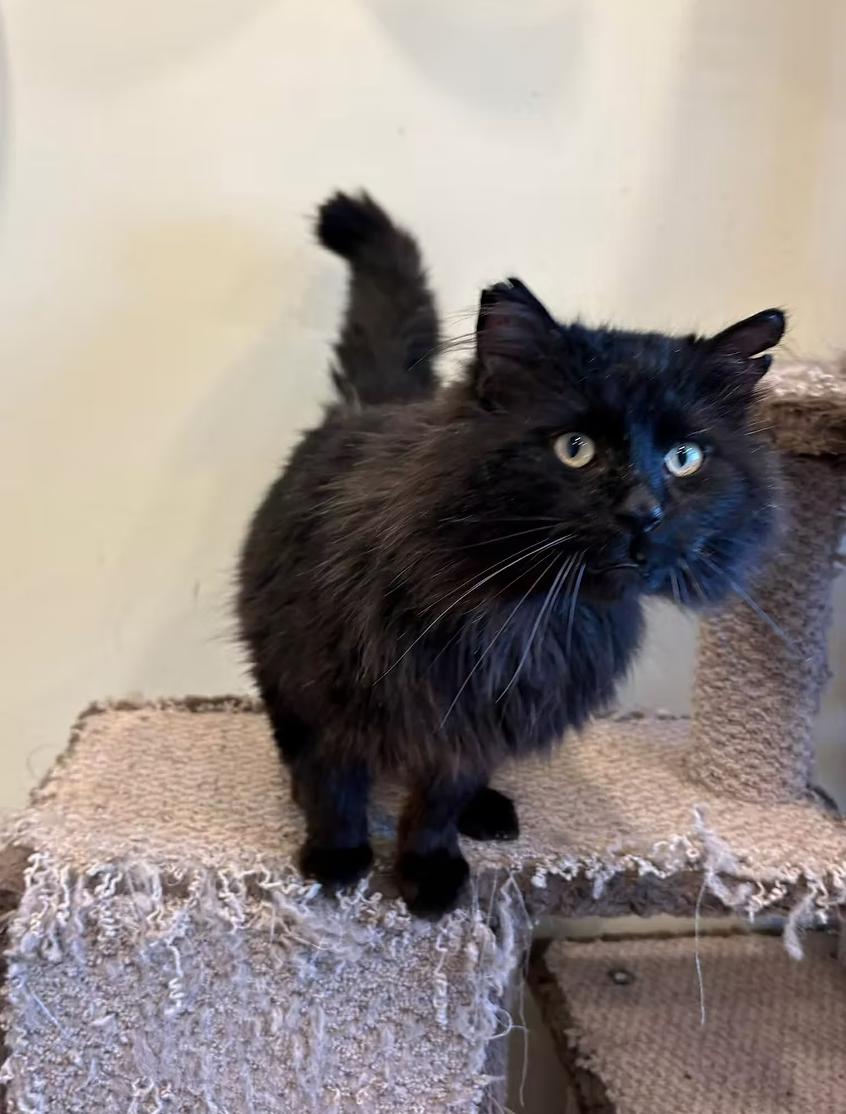 Enlarge Void, a ADOPTABLE Domestic Long Hair in Calgary, AB image 3/3