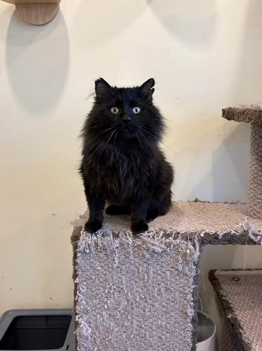 Enlarge Void, a ADOPTABLE Domestic Long Hair in Calgary, AB image 2/3