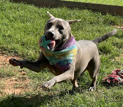 Zeke $25 Foster, Adoptable, Adult Male Mixed Breed & Mixed Breed.