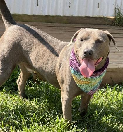 Zeke $25 Foster, a Adoptable mixed breed in Seneca, SC image 2/3