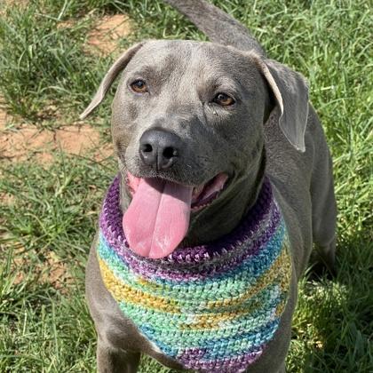 Zeke $25 Foster, a Adoptable mixed breed in Seneca, SC image 3/3