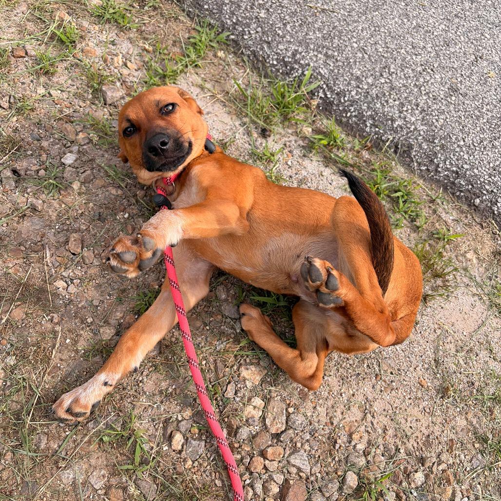 Opossum, Adoptable, Puppy Female Cattle Dog.
