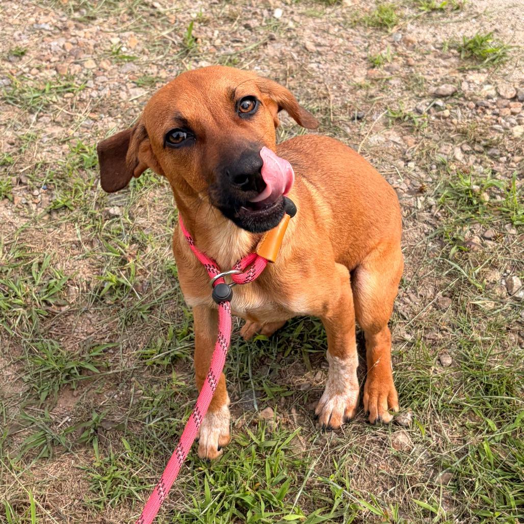 Enlarge Opossum, a Adoptable Cattle Dog in Franklin, NC image 2/5
