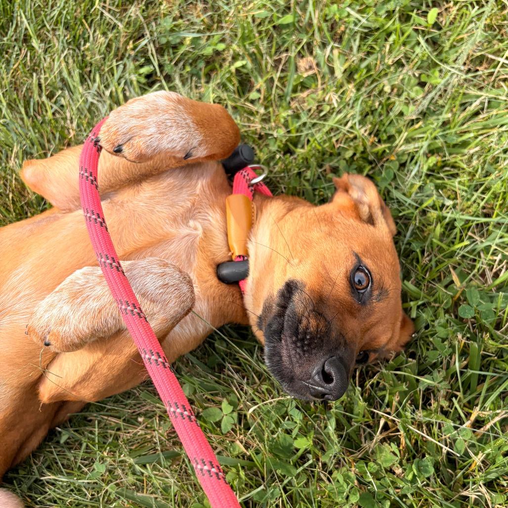 Enlarge Opossum, a Adoptable Cattle Dog in Franklin, NC image 3/5