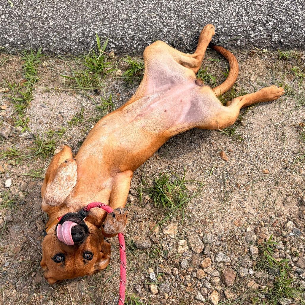 Enlarge Opossum, a Adoptable Cattle Dog in Franklin, NC image 4/5