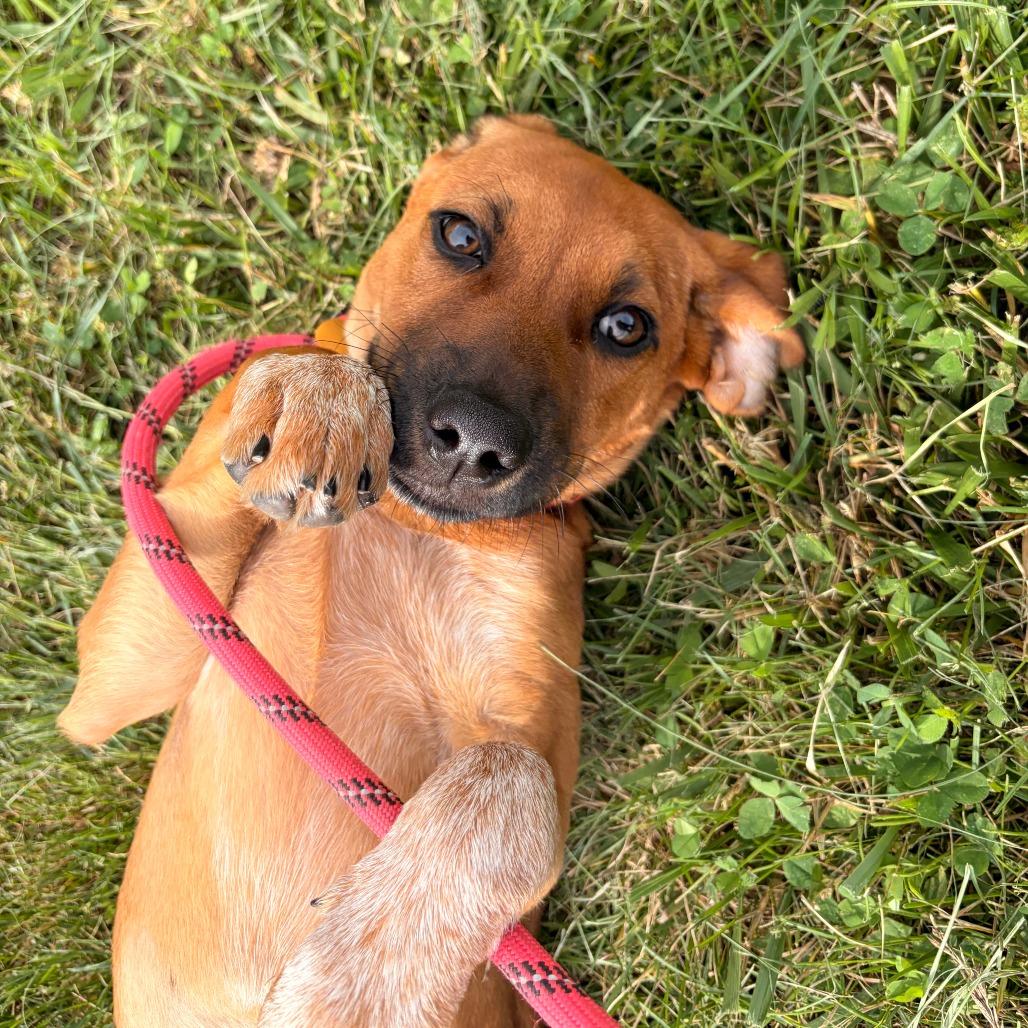 Enlarge Opossum, a Adoptable Cattle Dog in Franklin, NC image 5/5