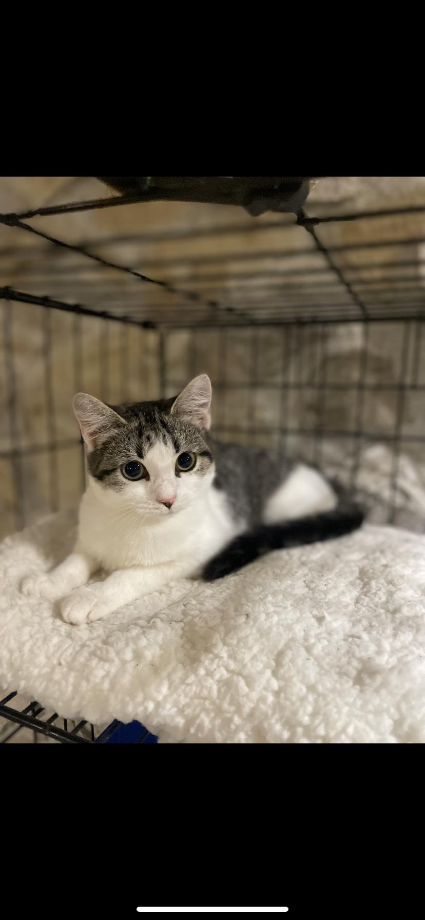 Cat for adoption Fran, a Domestic Short Hair in Waveland, IN Petfinder