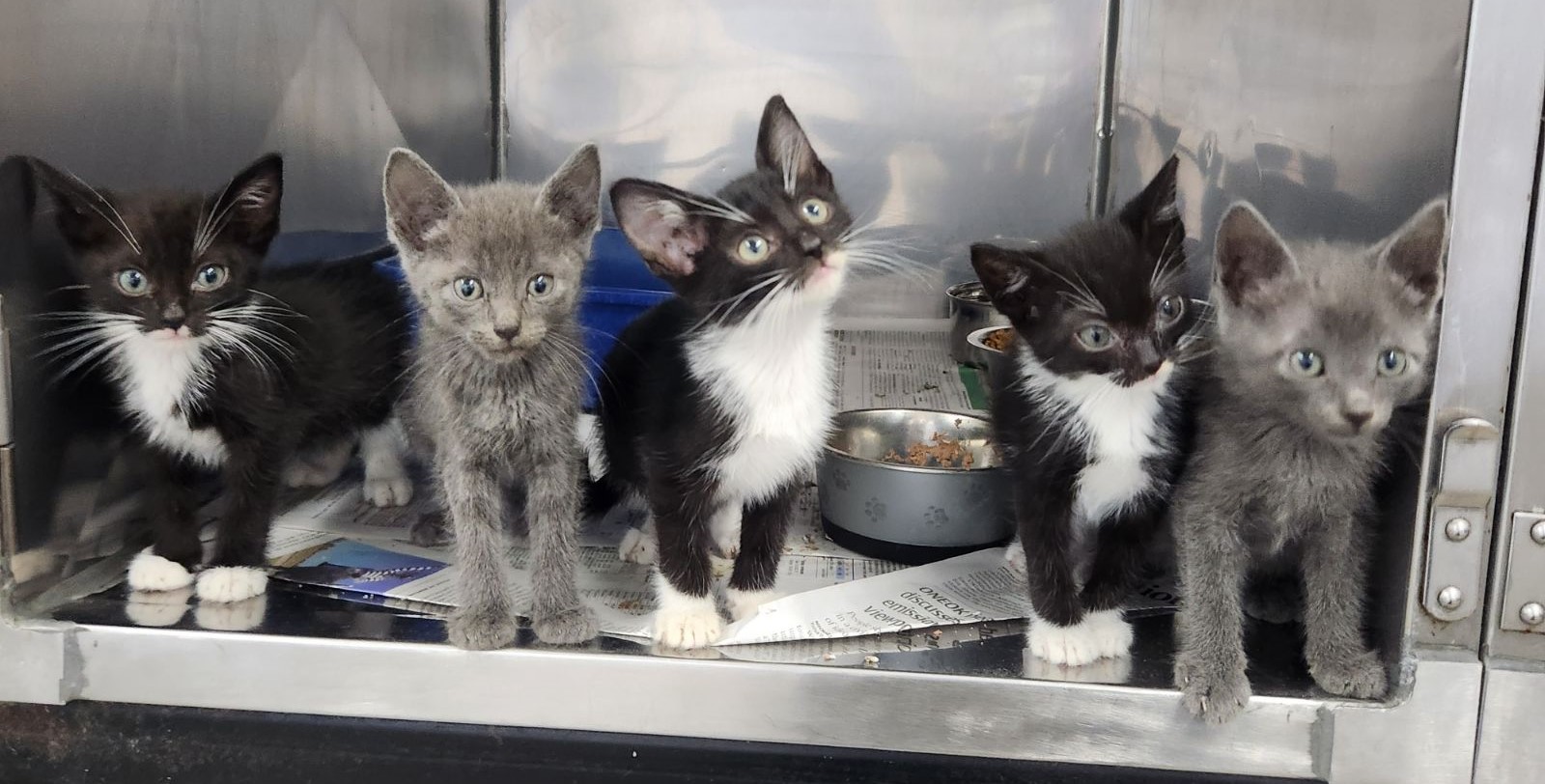 THE BOYS, an adopted American Shorthair in Claremore, OK_image-1