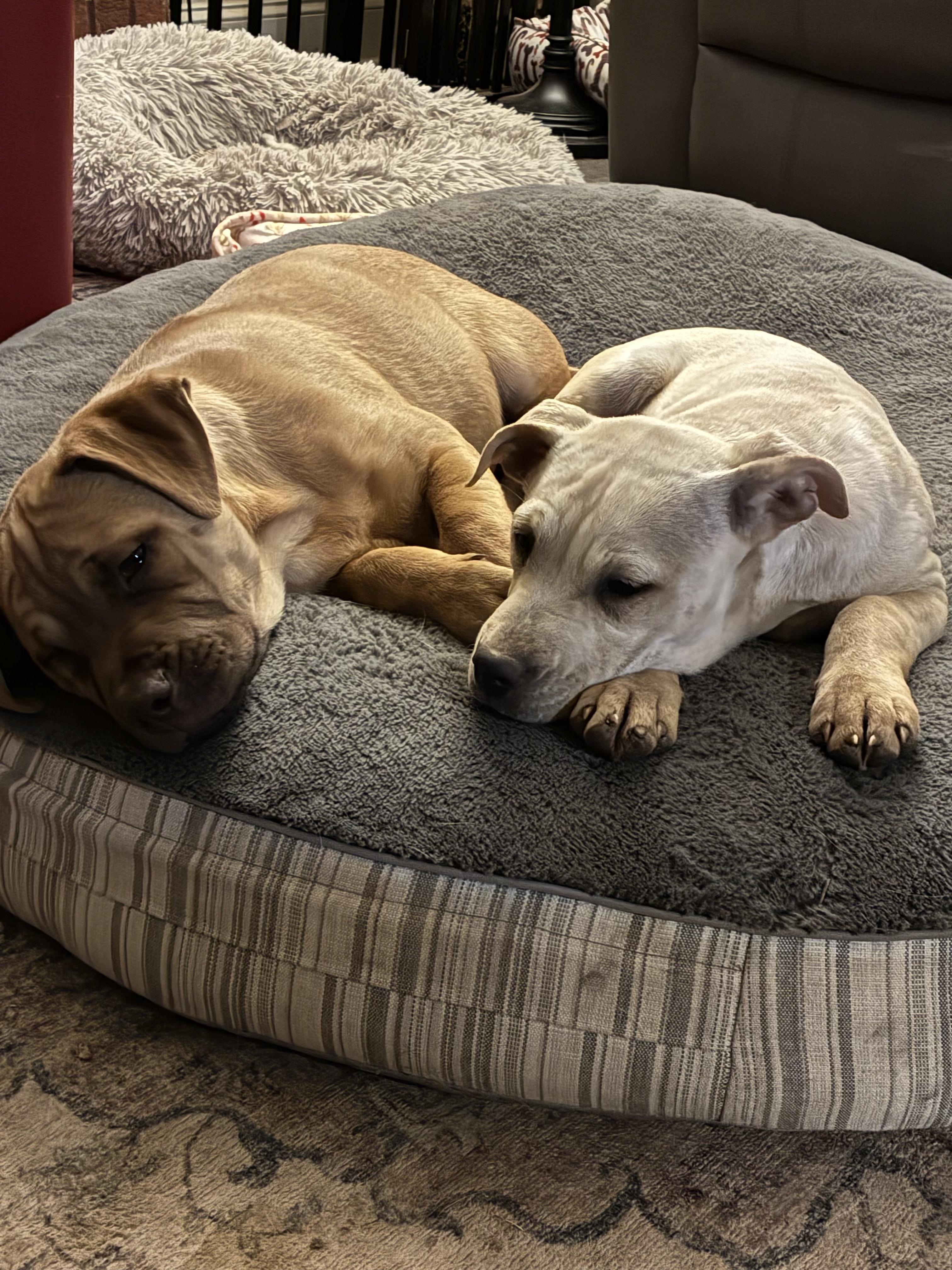 Cinnamon - 433, Adoptable, Young Female Pit Bull Terrier & Labrador Retriever.