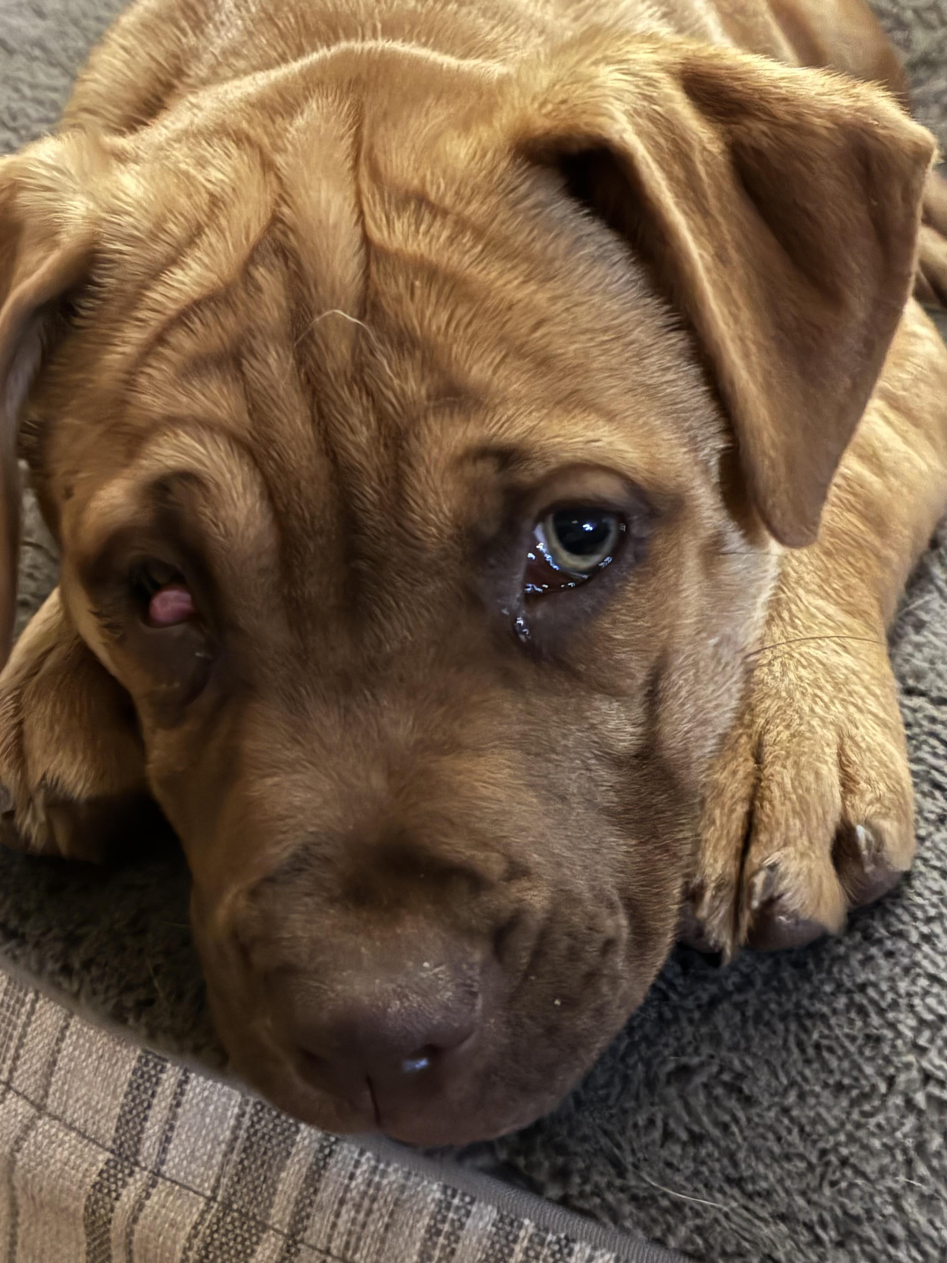 Enlarge Cinnamon - 433, a Adoptable mixed breed in Winder, GA image 2/4