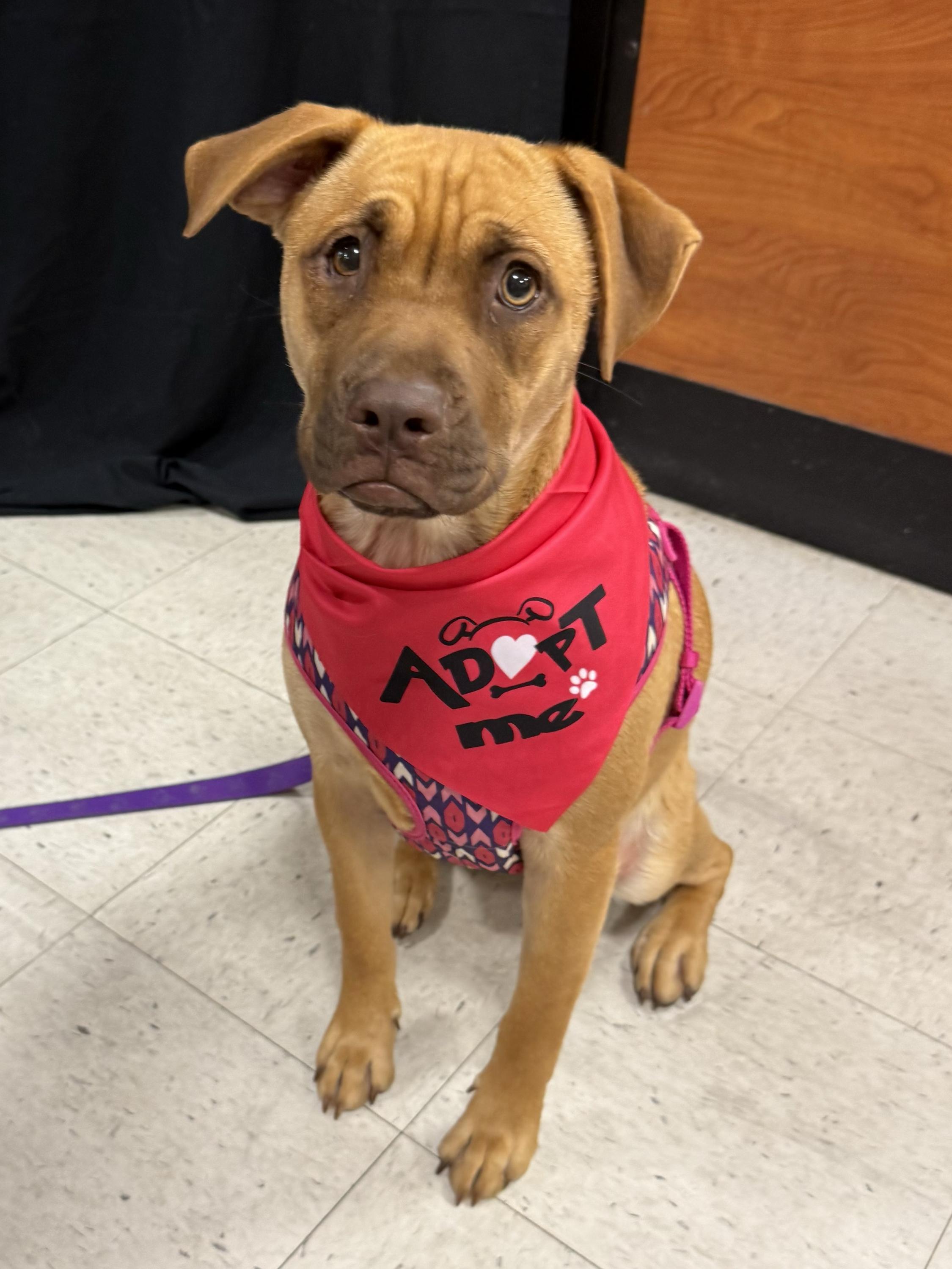 Cinnamon - 433, Adoptable, Young Female Pit Bull Terrier & Labrador Retriever.