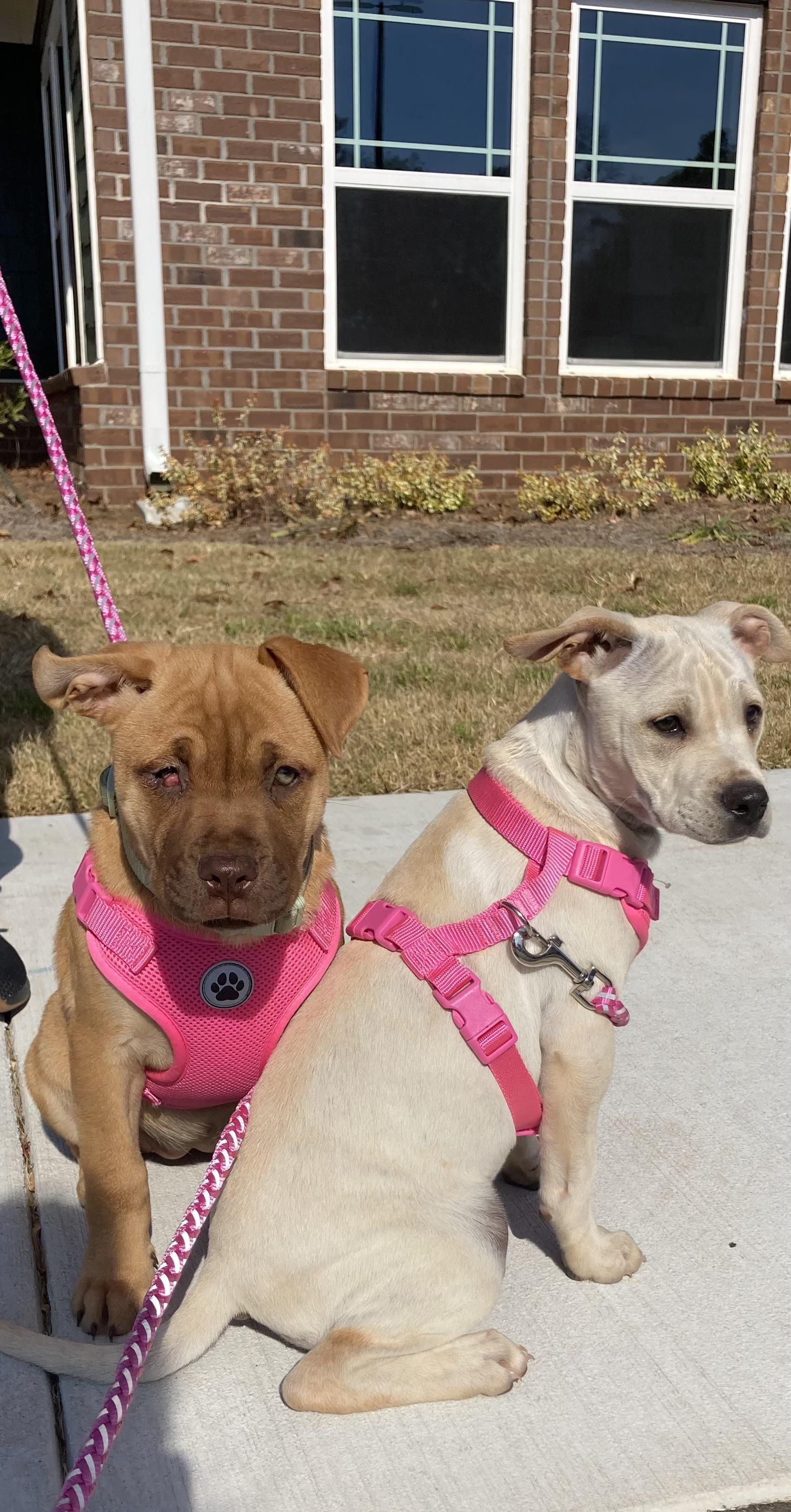 Enlarge Cinnamon - 433, a Adoptable mixed breed in Winder, GA image 3/4