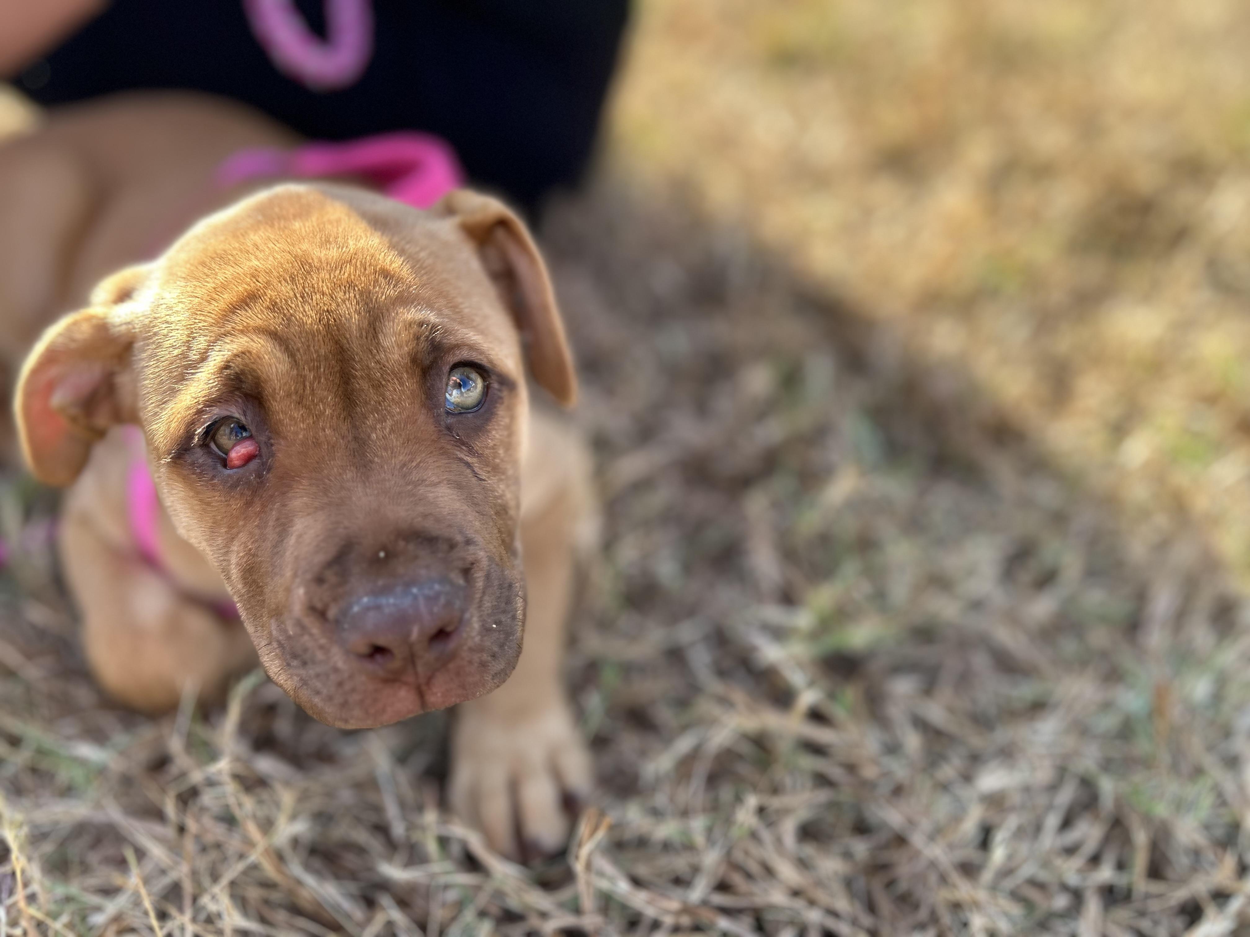 Enlarge Cinnamon - 433, a Adoptable mixed breed in Winder, GA image 4/4