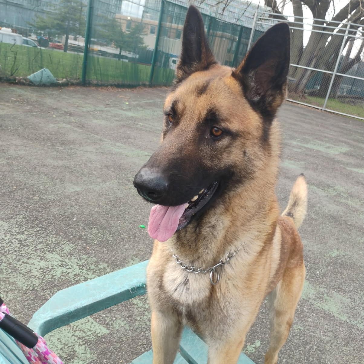 Max, ADOPTABLE, Young Male Belgian Shepherd / Malinois.