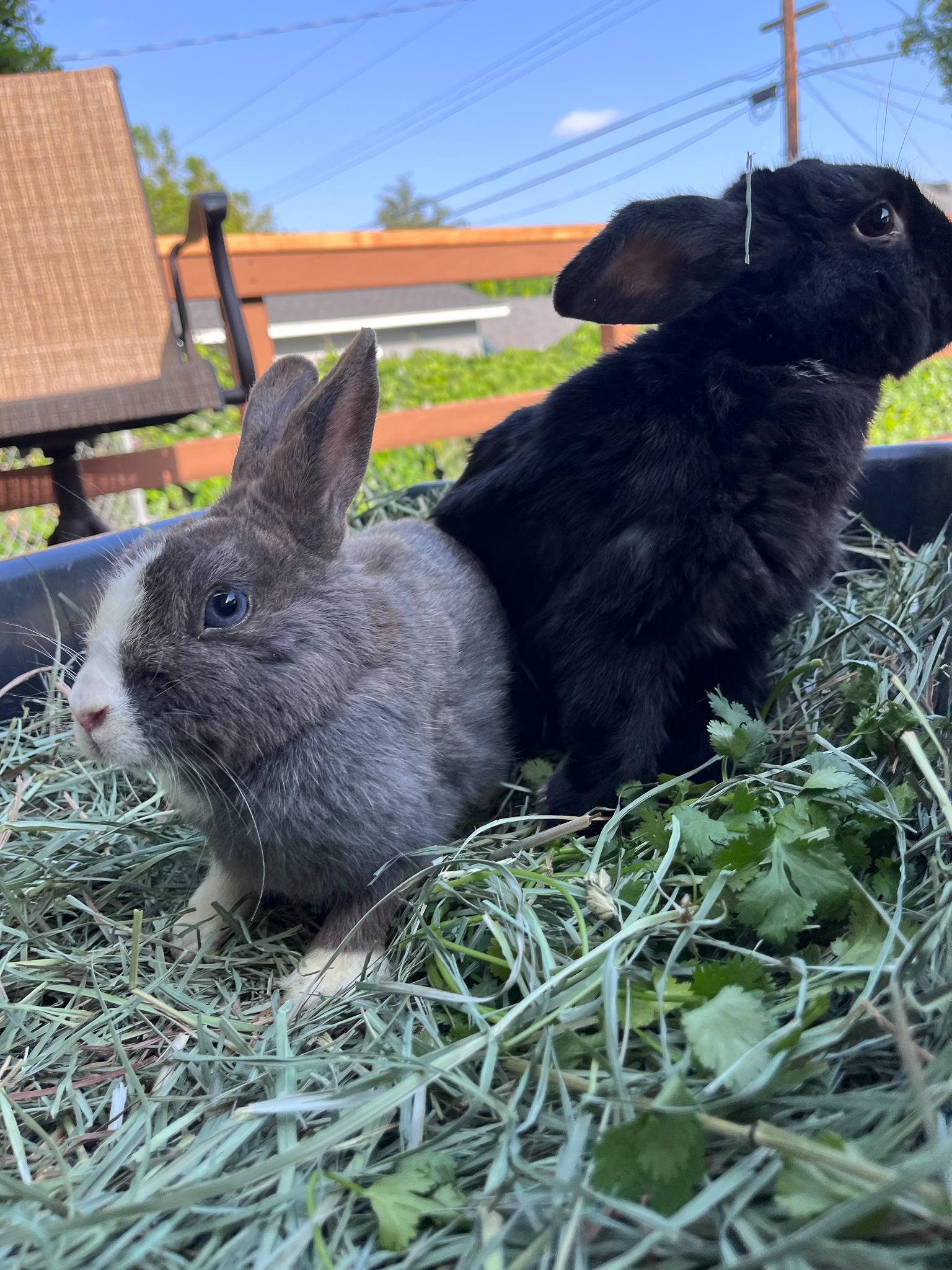 Enlarge Pepper & Kaylo, a Adopted mixed breed in Los Angeles, CA image 1/6