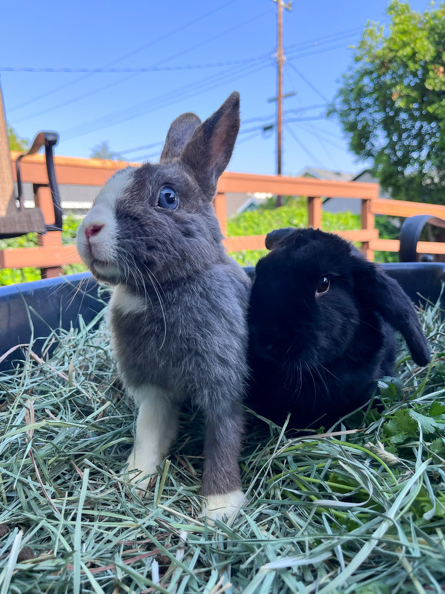 Enlarge Pepper & Kaylo, a Adopted mixed breed in Los Angeles, CA image 2/6