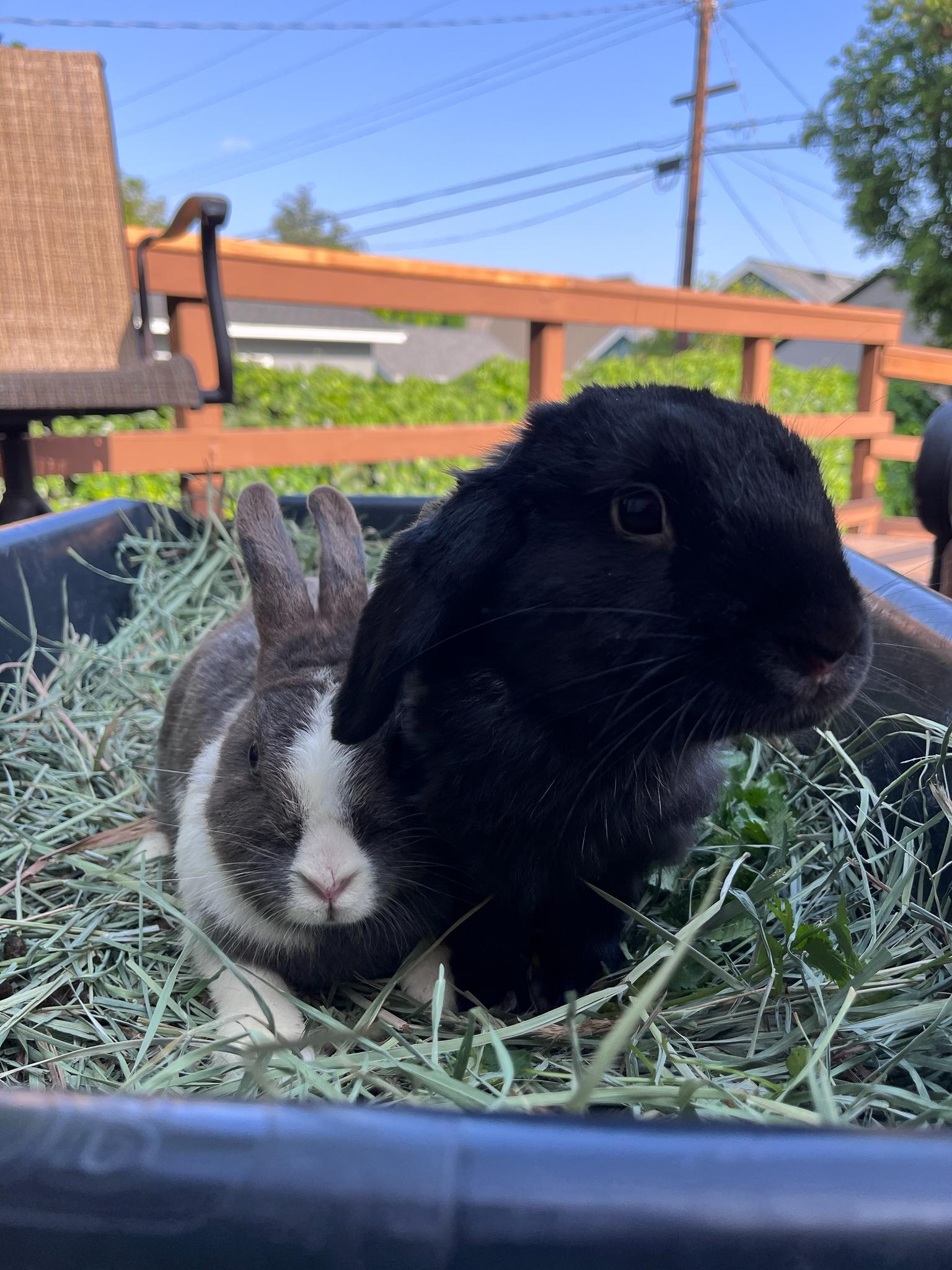 Enlarge Pepper & Kaylo, a Adopted mixed breed in Los Angeles, CA image 3/6