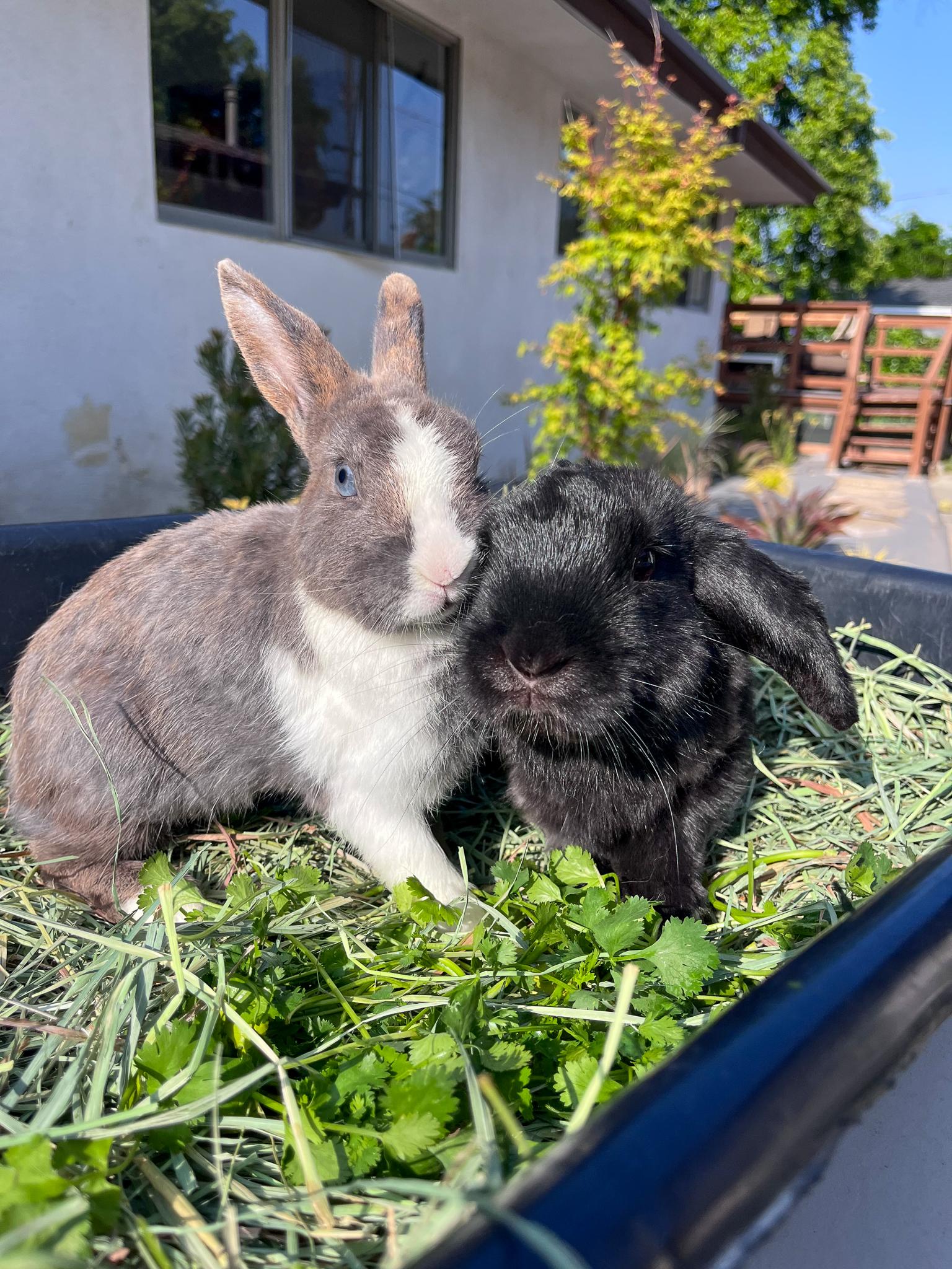 Enlarge Pepper & Kaylo, a Adopted mixed breed in Los Angeles, CA image 4/6
