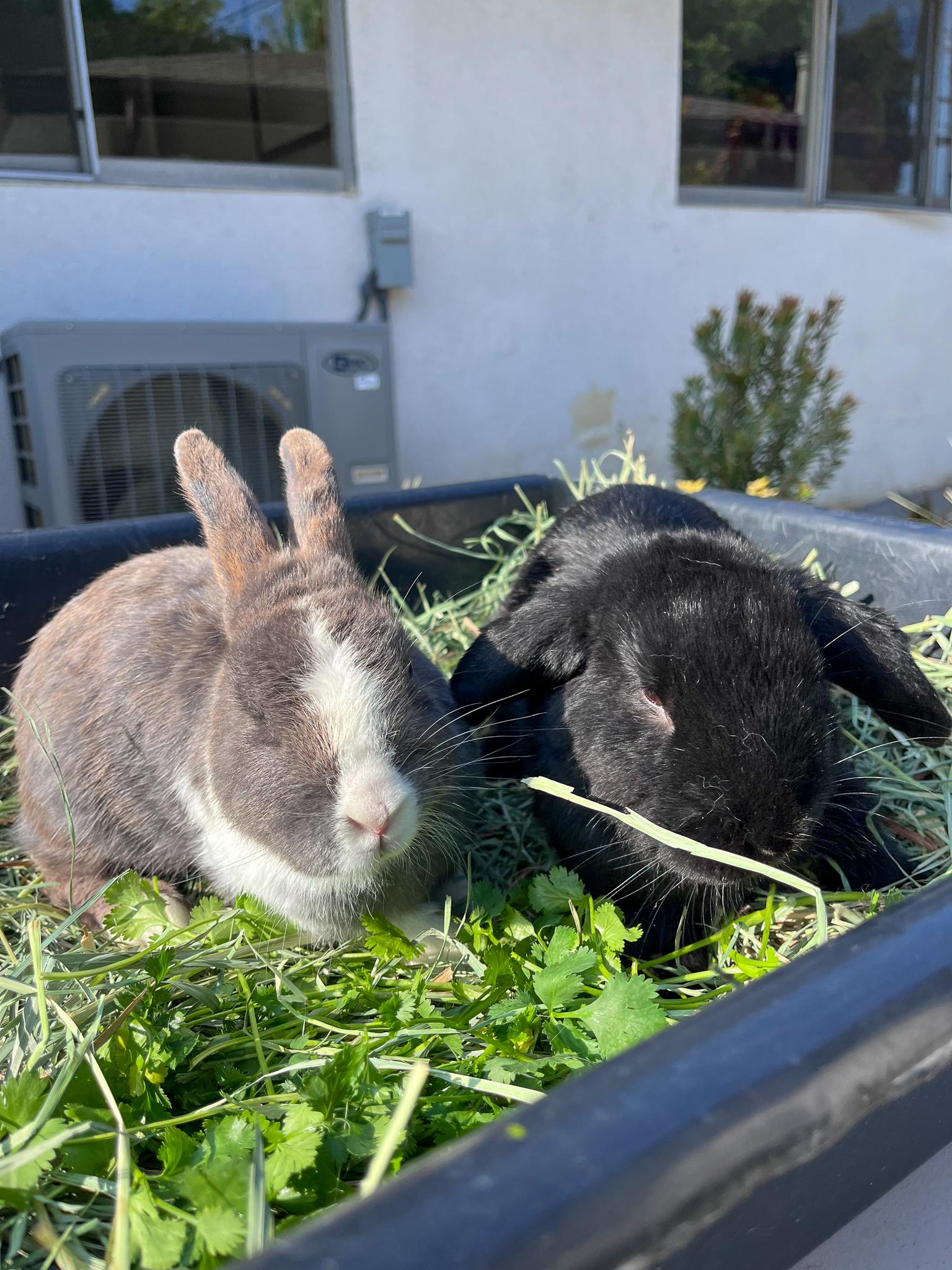 Enlarge Pepper & Kaylo, a Adopted mixed breed in Los Angeles, CA image 5/6