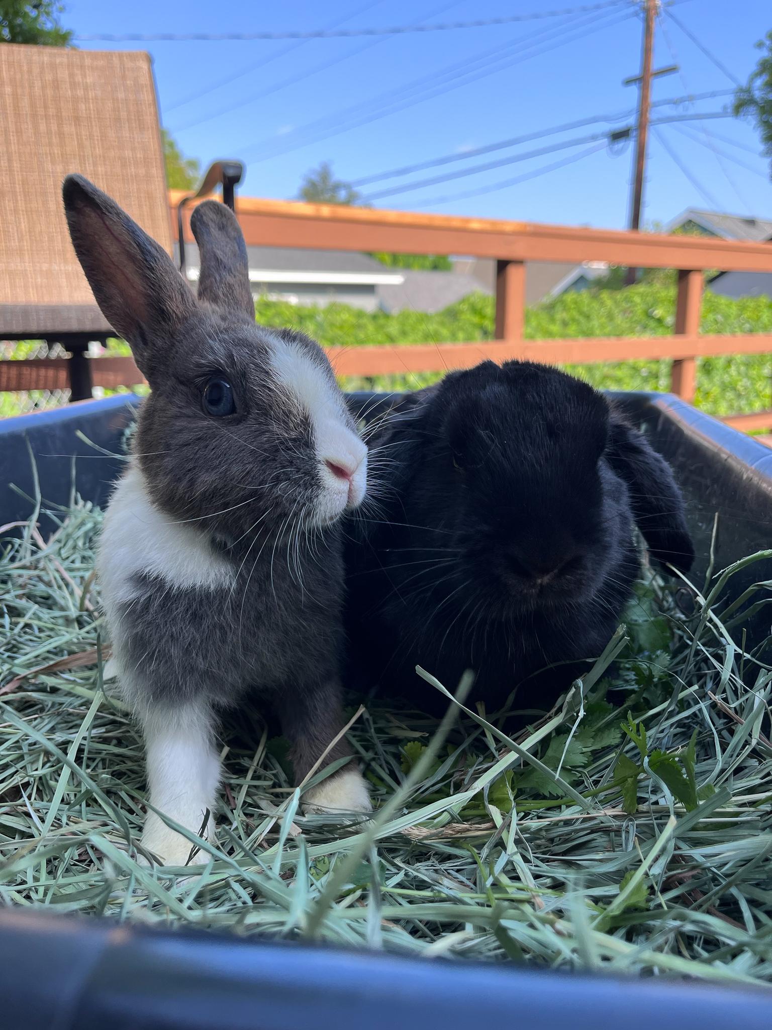 Enlarge Pepper & Kaylo, a Adopted mixed breed in Los Angeles, CA image 6/6
