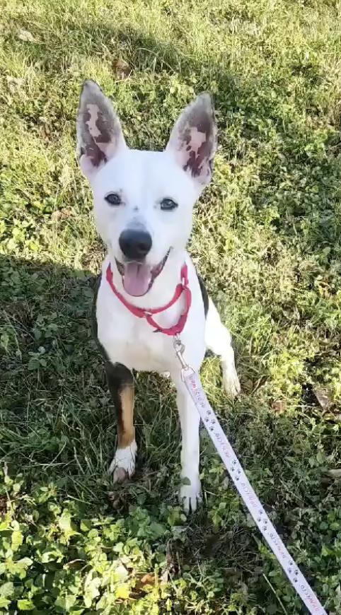 Pongo : the best pup ever