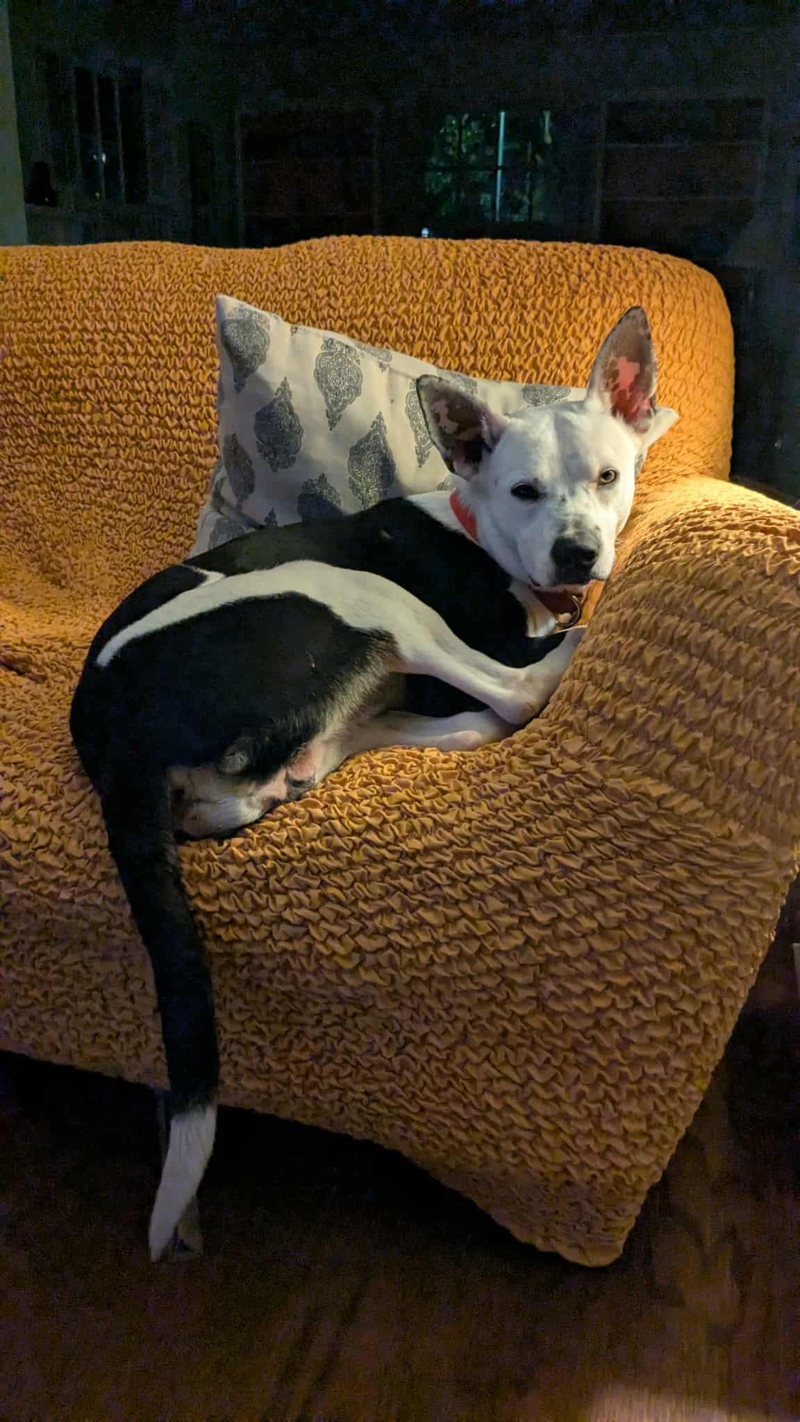 Pongo : the best pup ever — thumbnail 2