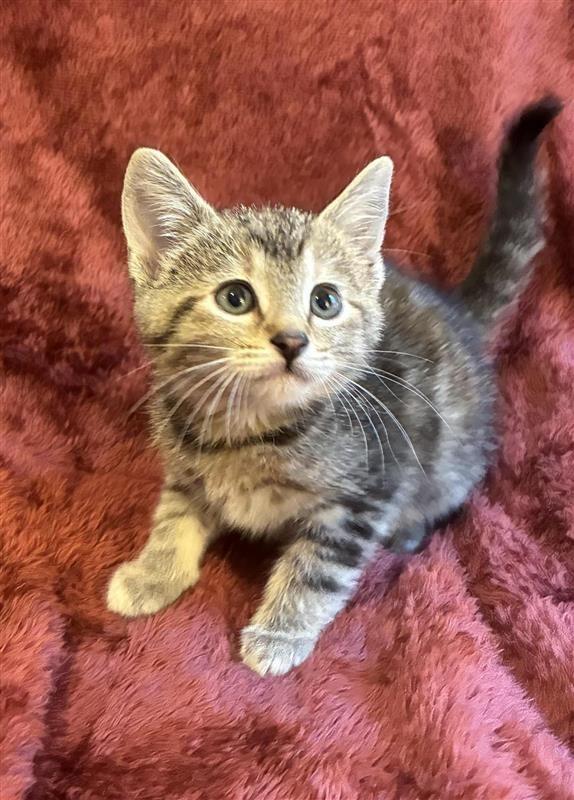 Enlarge Lainey, a Adoptable mixed breed in Fayetteville, AR image 3/4