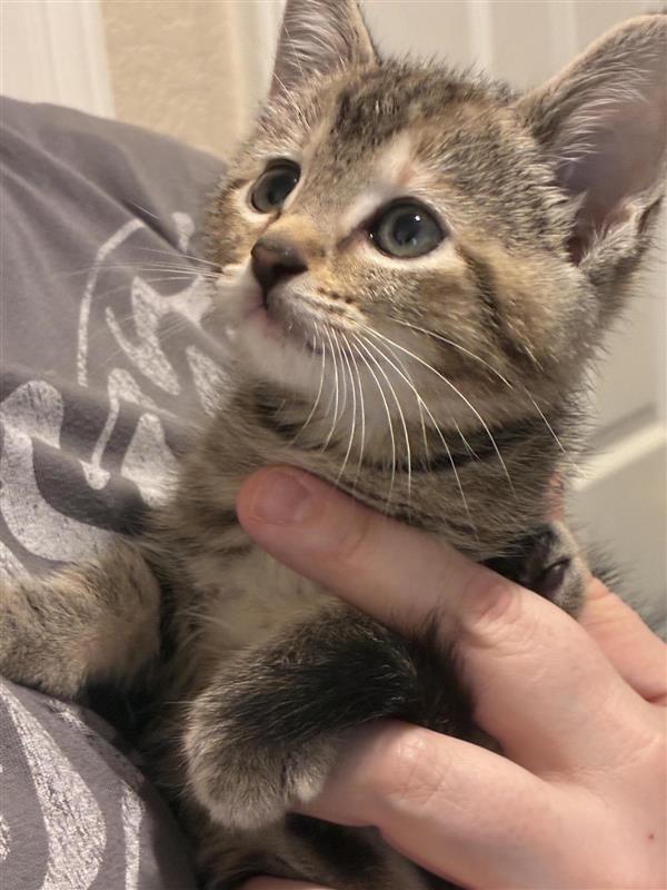 Enlarge Lainey, a Adoptable mixed breed in Fayetteville, AR image 4/4