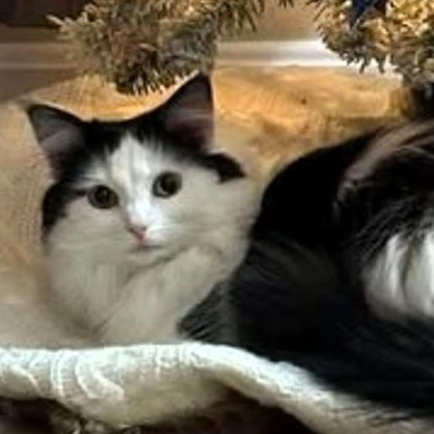 Enlarge Tully, a Adoptable mixed breed in Frederick, MD image 1/2