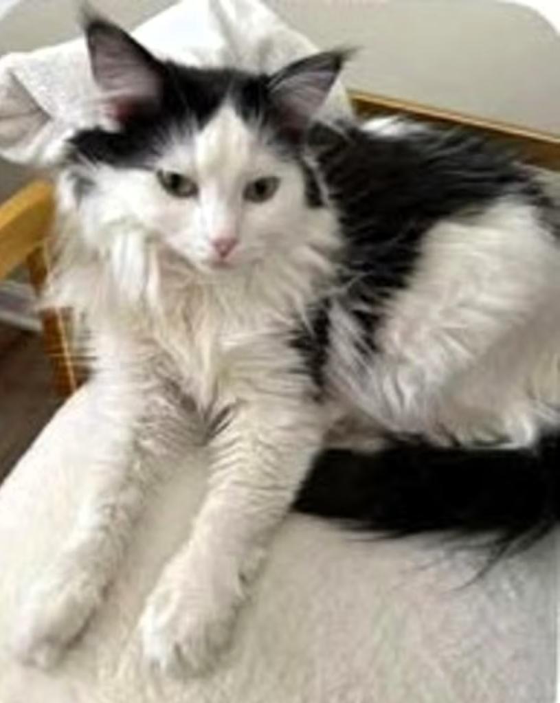 Enlarge Tully, a Adoptable mixed breed in Frederick, MD image 2/2
