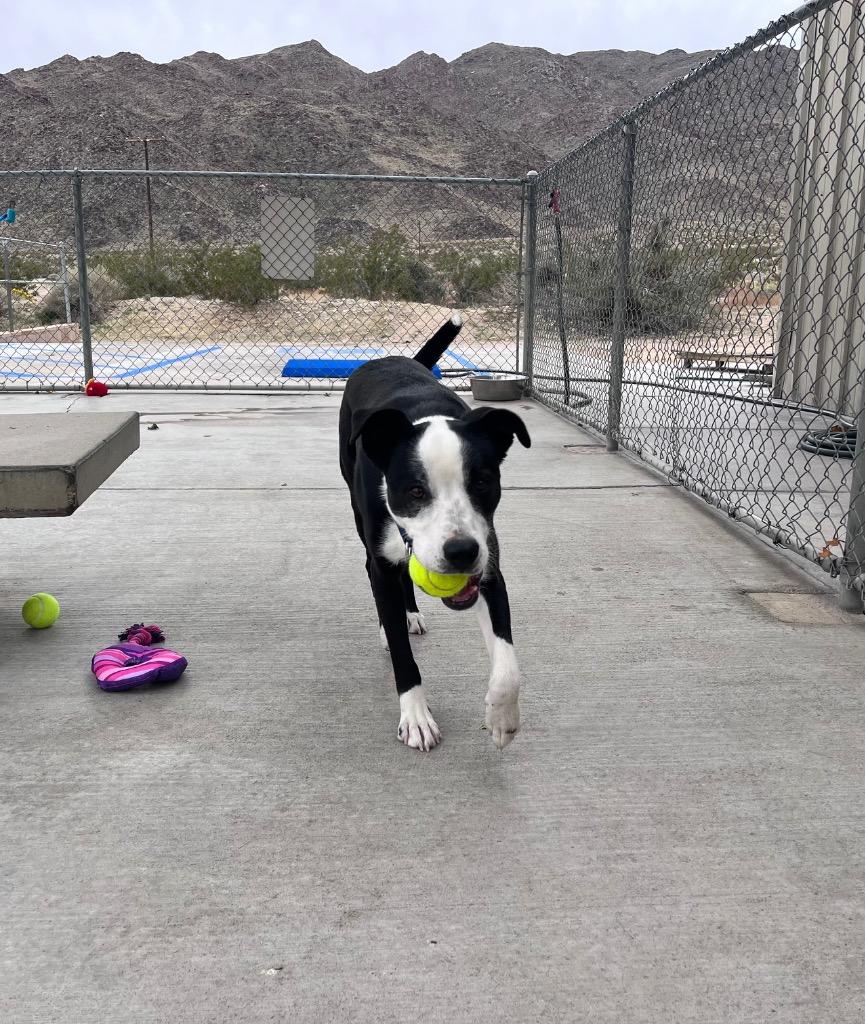 Enlarge Odie, a Adoptable mixed breed in Twentynine Palms, CA image 1/5