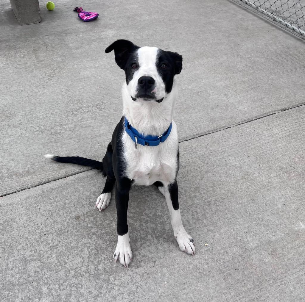 Enlarge Odie, a Adoptable mixed breed in Twentynine Palms, CA image 2/5