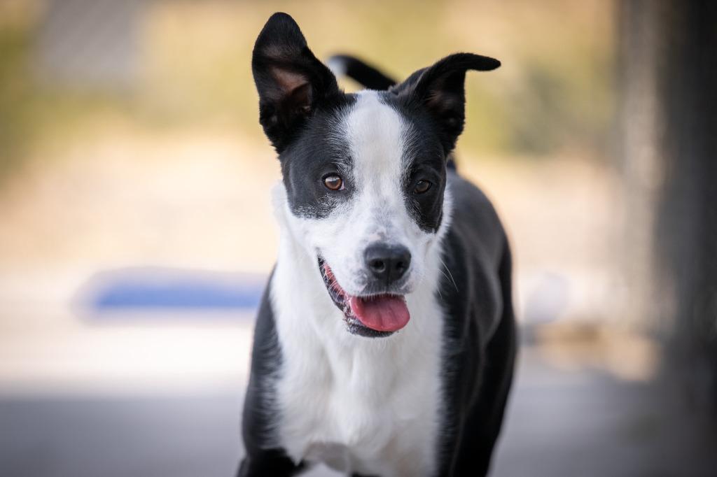 Odie, Adoptable, Young Female Collie & Labrador Retriever.