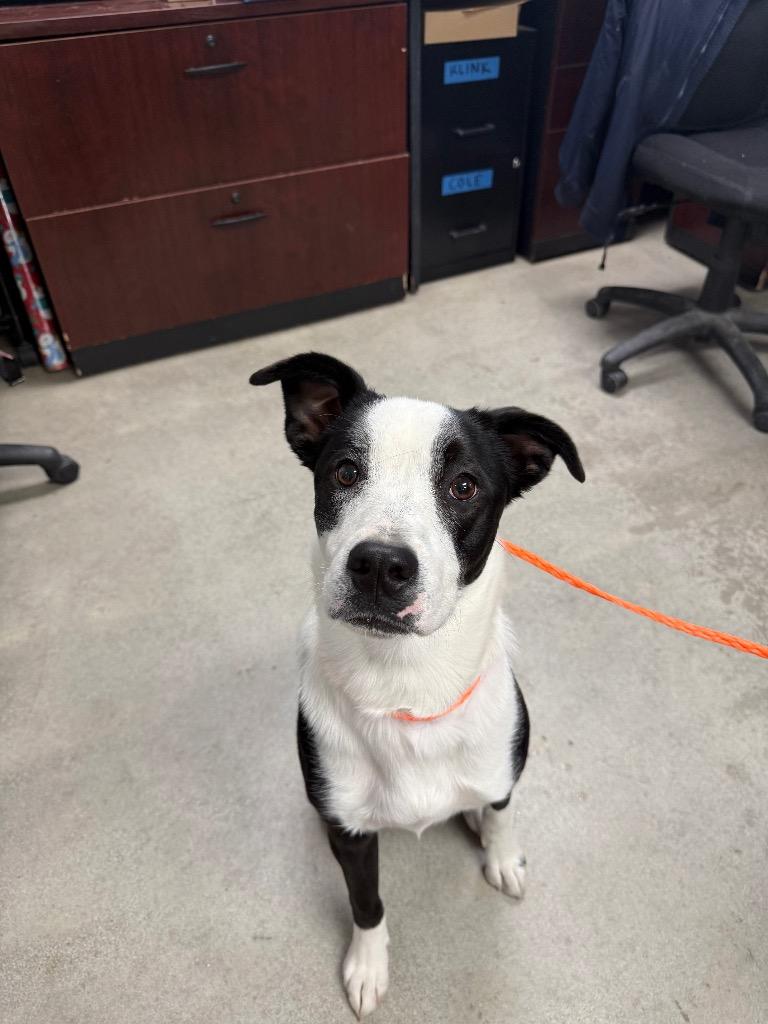 Enlarge Odie, a Adoptable mixed breed in Twentynine Palms, CA image 3/5