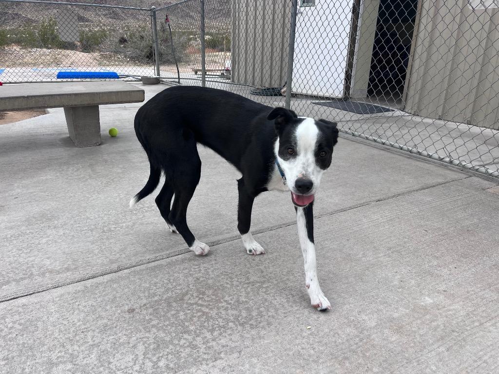 Enlarge Odie, a Adoptable mixed breed in Twentynine Palms, CA image 4/5