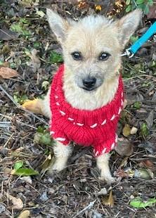 Enlarge GINA, an adopted mixed breed in Bell Gardens, CA image 1/5