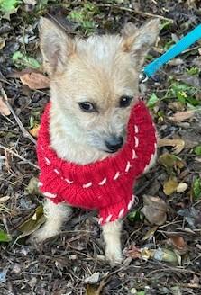 Enlarge GINA, an adopted mixed breed in Bell Gardens, CA image 2/5