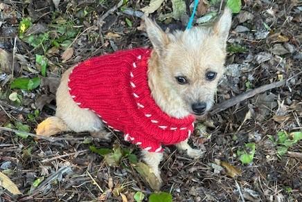 Enlarge GINA, an adopted mixed breed in Bell Gardens, CA image 3/5