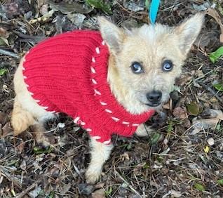 Enlarge GINA, an adopted mixed breed in Bell Gardens, CA image 5/5