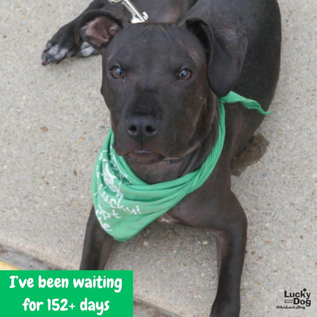 Opalite, a Adoptable Terrier in Washington, DC image 2/3