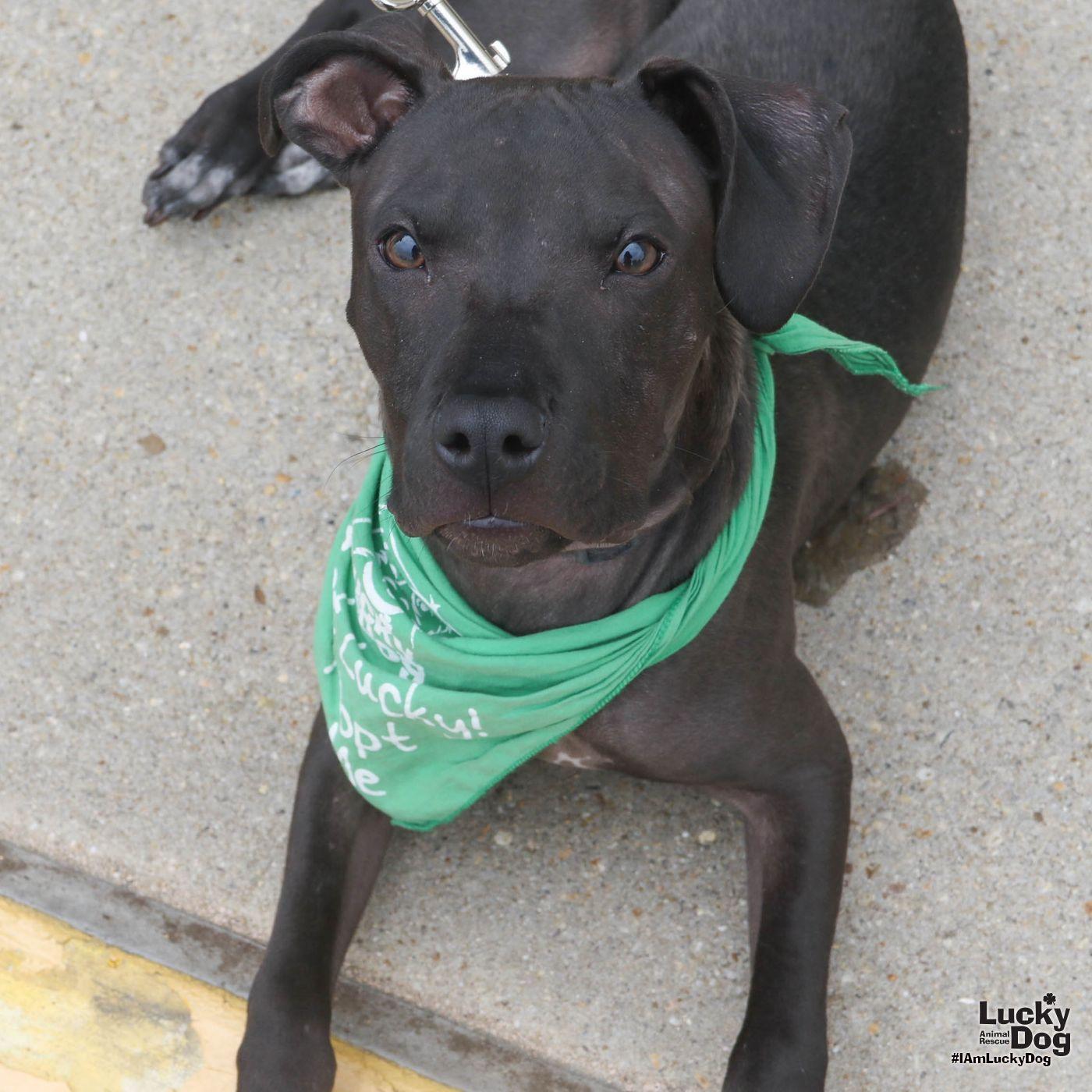 Enlarge Opalite, a Adoptable Terrier in Washington, DC image 2/3