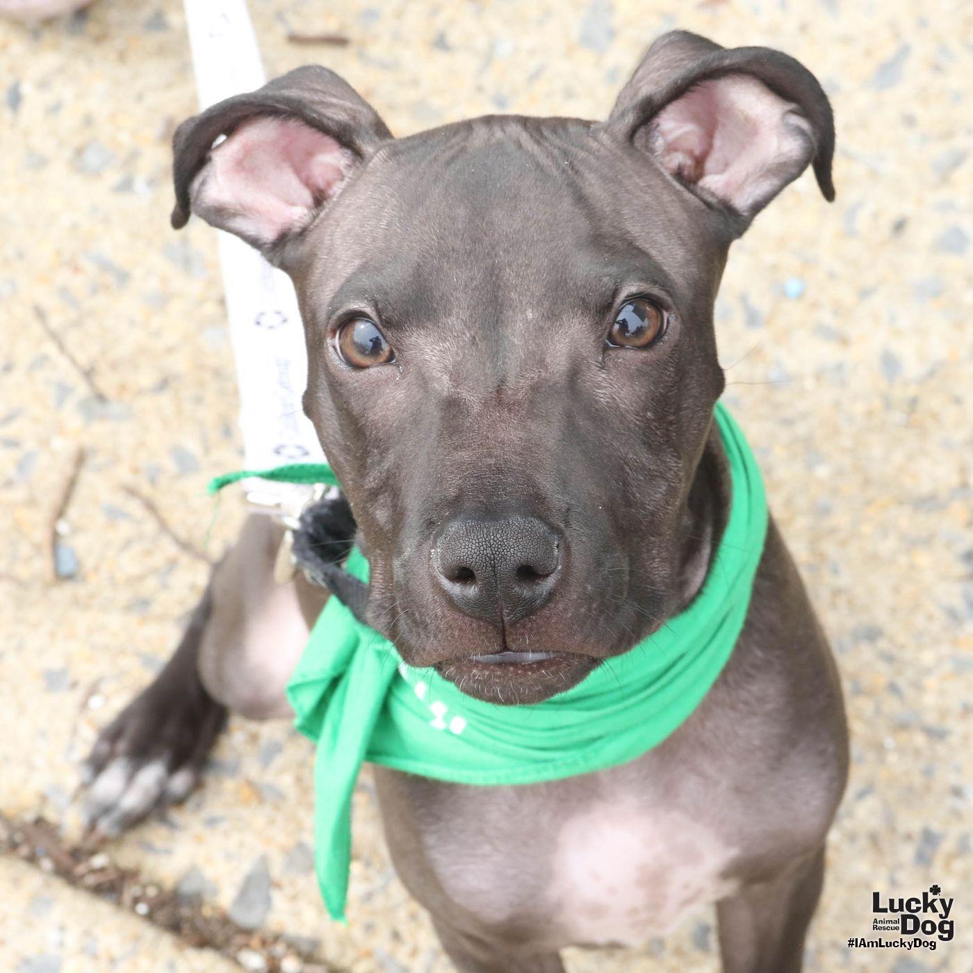 Enlarge Opalite, a Adoptable Terrier in Washington, DC image 3/3