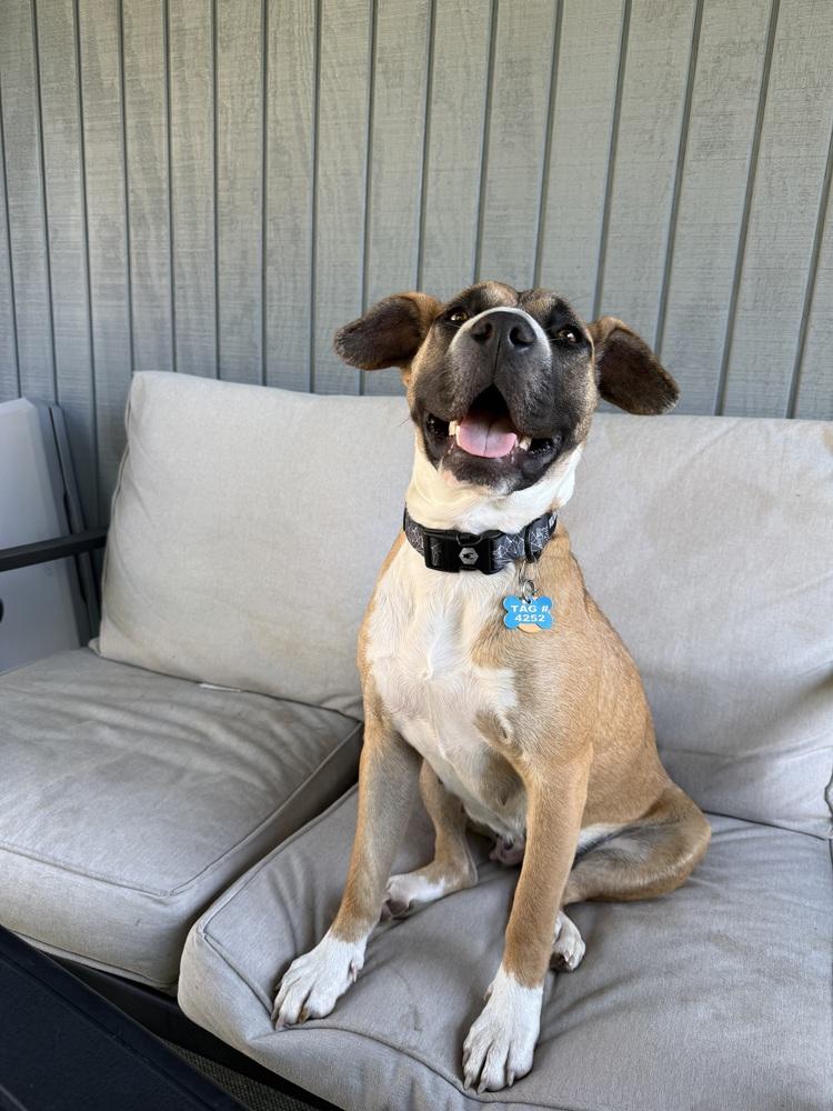 Cammie (Dynamic Duo Litter Mom), Adoptable, Young Female American Staffordshire Terrier & Pit Bull Terrier.