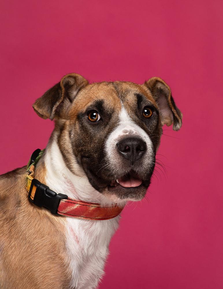 Enlarge Cammie (Dynamic Duo Litter Mom), a Adoptable mixed breed in New Albany, OH image 2/6