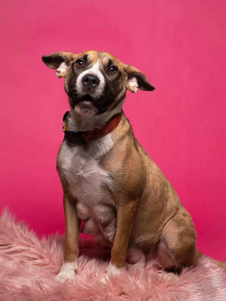 Enlarge Cammie (Dynamic Duo Litter Mom), a Adoptable mixed breed in New Albany, OH image 3/6
