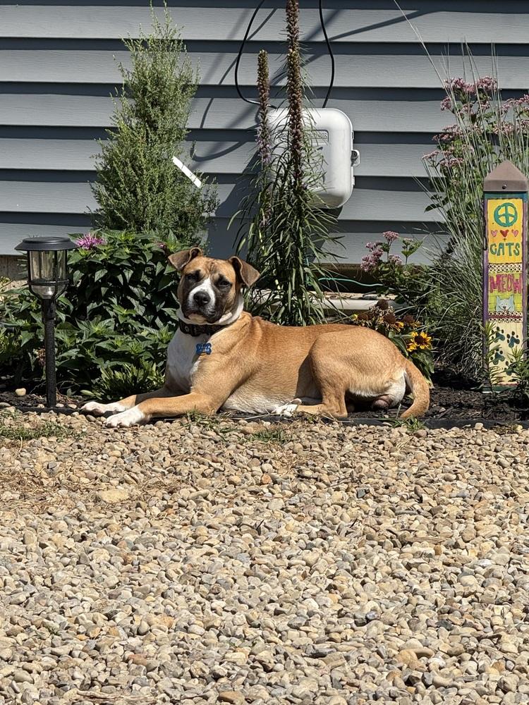 Enlarge Cammie (Dynamic Duo Litter Mom), a Adoptable mixed breed in New Albany, OH image 4/6