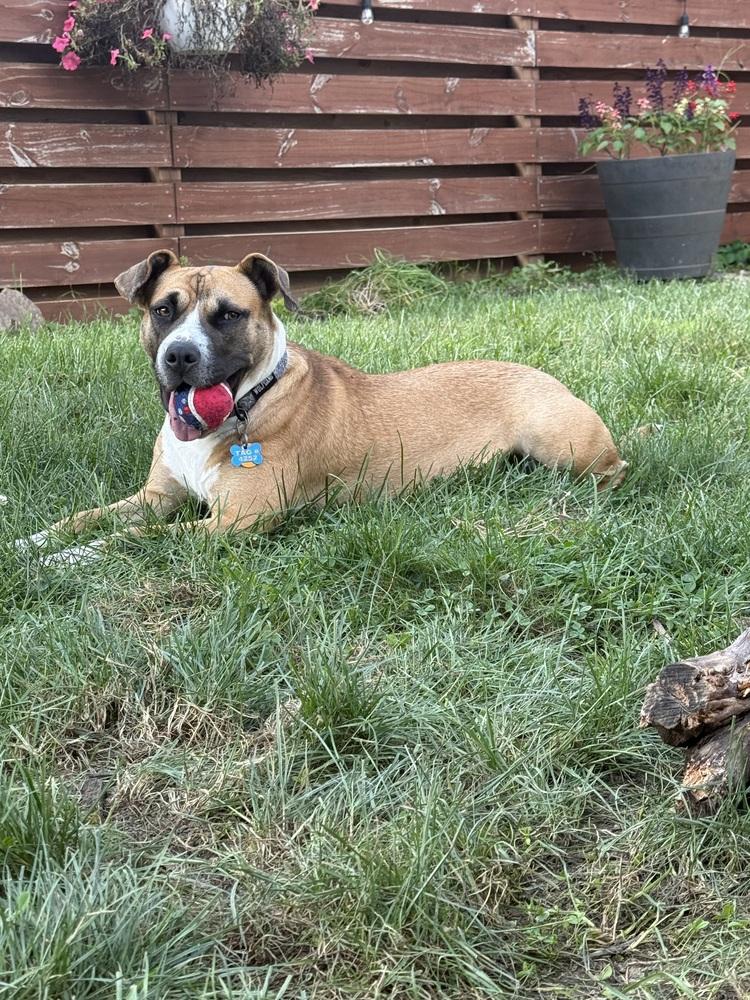 Enlarge Cammie (Dynamic Duo Litter Mom), a Adoptable mixed breed in New Albany, OH image 5/6