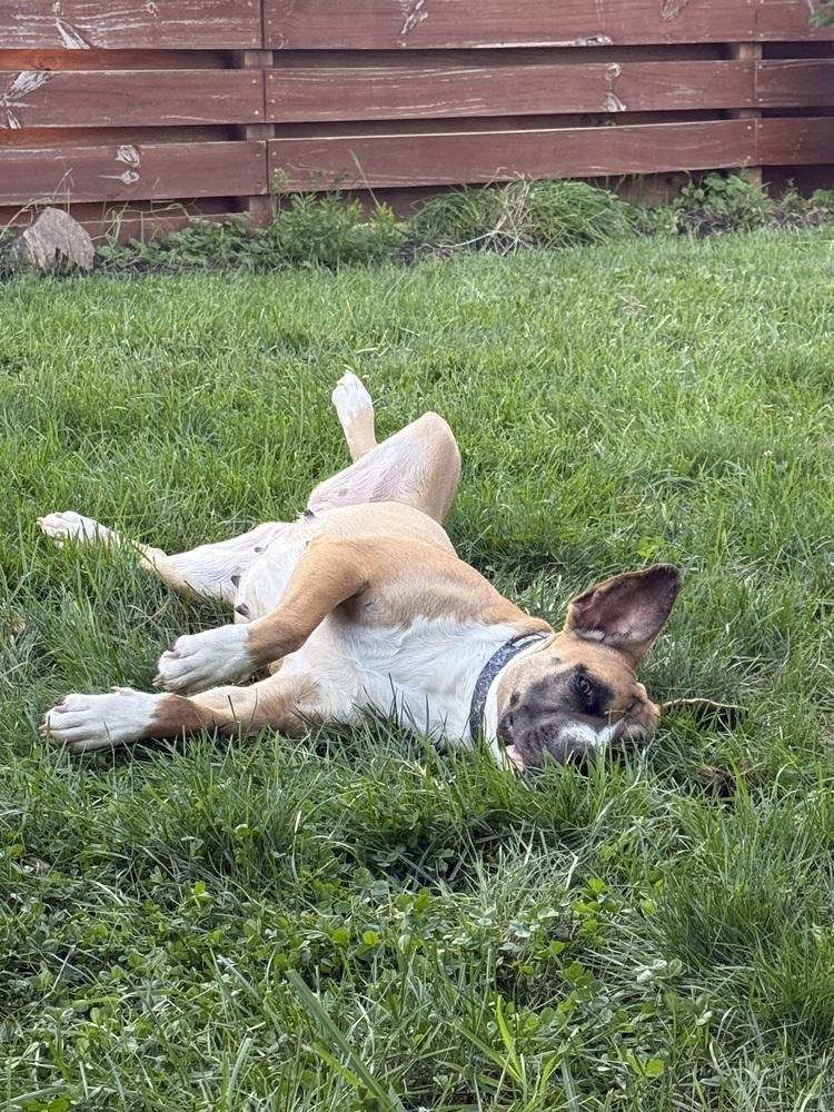 Enlarge Cammie (Dynamic Duo Litter Mom), a Adoptable mixed breed in New Albany, OH image 6/6