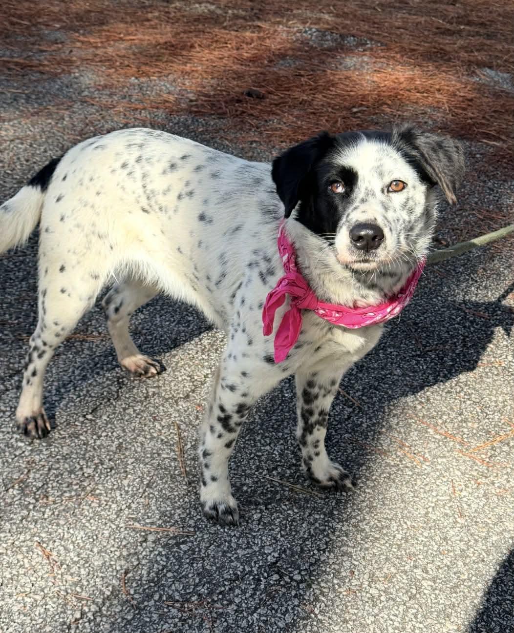 Enlarge Opal, an adopted mixed breed in Sumter, SC image 2/3