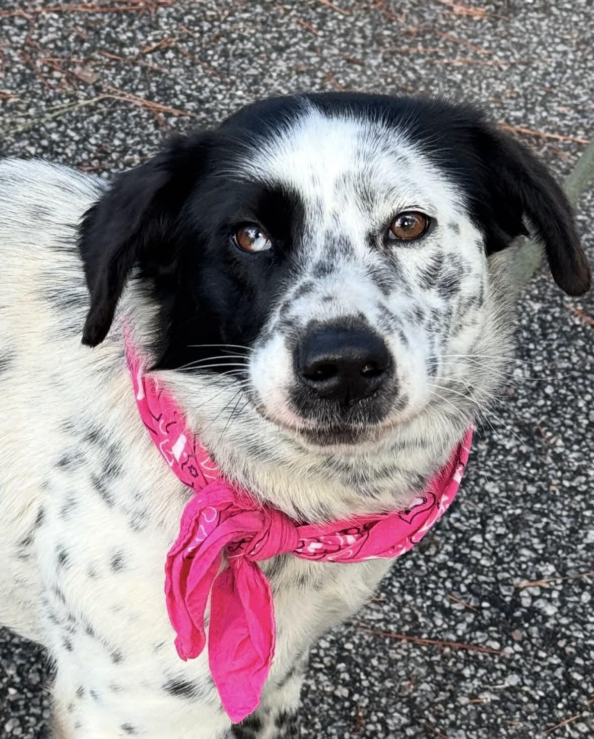 Enlarge Opal, an adopted mixed breed in Sumter, SC image 3/3